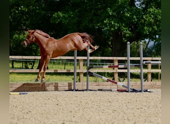 British Warmblood, Castrone, 3 Anni, 165 cm, Sauro scuro