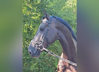 British Warmblood, Castrone, 6 Anni, 175 cm, Morello