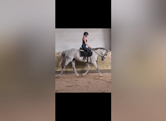 British Warmblood, Gelding, 10 years, 16 hh, Grey-Fleabitten