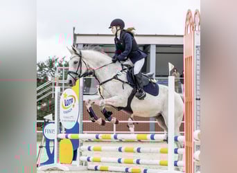 British Warmblood, Gelding, 12 years, 16.2 hh, Grey