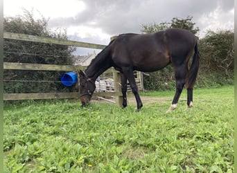 British Warmblood, Gelding, 1 year, 15 hh, Bay-Dark