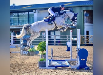 British Warmblood, Gelding, 3 years, 16 hh, Chestnut