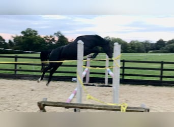 British Warmblood, Gelding, 4 years, 15,2 hh