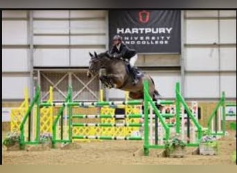 British Warmblood, Gelding, 4 years