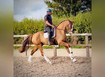 British Warmblood, Gelding, 6 years, 16.2 hh, Chestnut