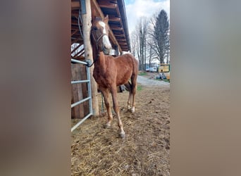 British Warmblood Mix, Giumenta, 1 Anno, 160 cm, Falbo baio