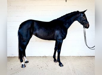 British Warmblood, Giumenta, 4 Anni, 161 cm, Baio ciliegia