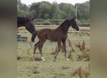British Warmblood, Giumenta, Puledri (05/2025), 169 cm, Baio ciliegia