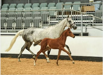 British Warmblood, Giumenta, Puledri (07/2025), Baio ciliegia
