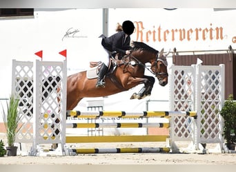 British Warmblood, Mare, 12 years, 16 hh, Brown