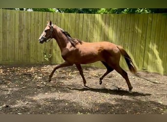 British Warmblood, Mare, 1 year, 16.1 hh, Chestnut