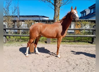 British Warmblood, Mare, 4 years, 16.1 hh, Chestnut-Red