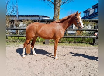 British Warmblood, Mare, 4 years, 16.1 hh, Chestnut-Red