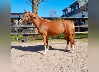 British Warmblood, Mare, 4 years, 16.1 hh, Chestnut-Red