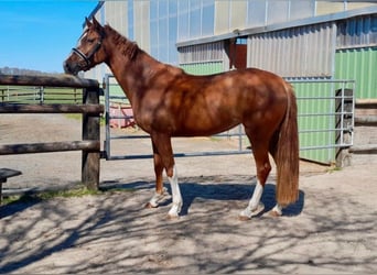 British Warmblood, Mare, 4 years, 16.1 hh, Chestnut-Red