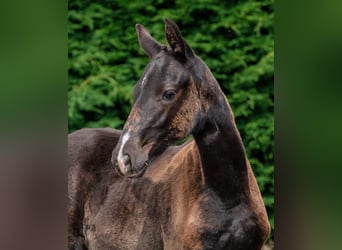 Britisches Warmblut, Stute, Fohlen (04/2024), 16 hh, Rappe