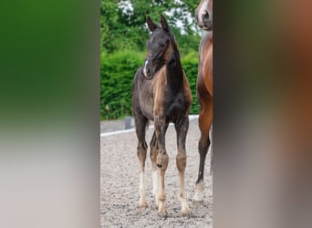 Britisches Warmblut, Stute, Fohlen (04/2024), 16 hh, Rappe