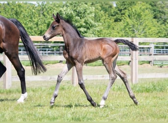 British Warmblood, Mare, , Bay