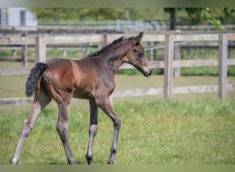 British Warmblood, Mare, , Bay