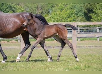 British Warmblood, Mare, , Bay