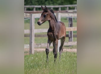 British Warmblood, Mare, , Bay