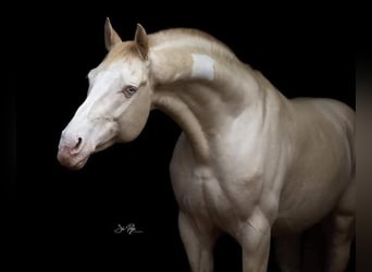 British Warmblood, Stallion, 11 years, 15.2 hh, Perlino