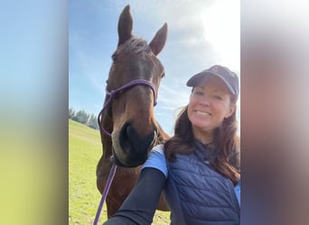 British Warmblood, Stallion, 12 years, 16.1 hh, Bay