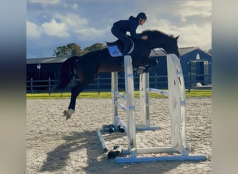 British Warmblood, Stallion, 6 years, 16,1 hh, Bay-Dark