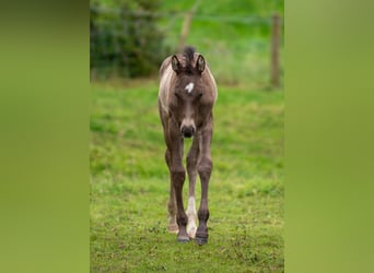 Britisches Warmblut, Hengst, Fohlen (06/2024), 16,1 hh, Schwarzbrauner