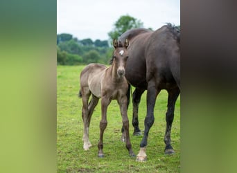 British Warmblood, Stallion, Foal (06/2024), 16.1 hh, Smoky-Black