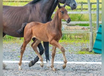 Britisches Warmblut, Hengst, Fohlen (05/2024), 16,2 hh, Rotbrauner