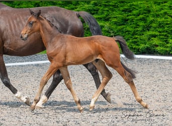 Britisches Warmblut, Hengst, Fohlen (05/2024), 16,2 hh, Rotbrauner