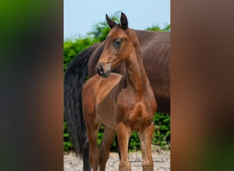 Britisches Warmblut, Hengst, Fohlen (05/2024), 16,2 hh, Rotbrauner