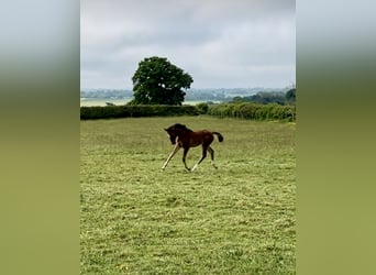 British Warmblood, Stallion, Foal (01/2024), 17 hh, Bay