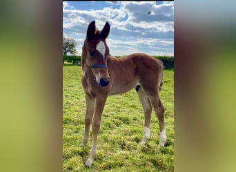 British Warmblood, Stallion, Foal (01/2024), 17 hh, Bay