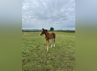 British Warmblood, Stallion, Foal (01/2024), 17 hh, Bay