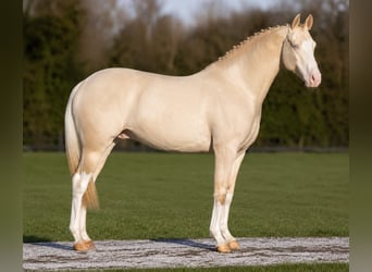 British Warmblood, Stallone, 11 Anni, 158 cm, Perlino