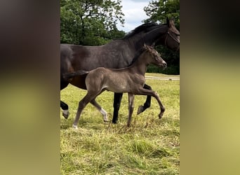 British Warmblood, Stallone, Puledri (06/2024), 168 cm, Baio nero