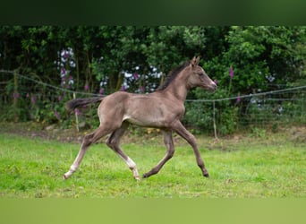 British Warmblood, Stallone, Puledri (06/2024), 168 cm, Baio nero