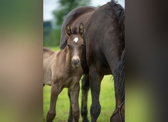 British Warmblood, Stallone, Puledri (06/2024), 168 cm, Baio nero