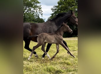 British Warmblood, Stallone, Puledri (06/2024), 168 cm, Baio nero