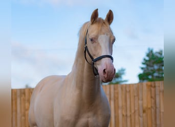 Brits warmbloed, Hengst, 11 Jaar, 158 cm, Perlino