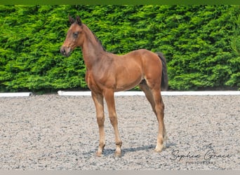 Brits warmbloed, Hengst, 1 Jaar, 170 cm, Roodbruin