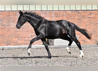 Brits warmbloed, Merrie, 2 Jaar, 164 cm, Zwart