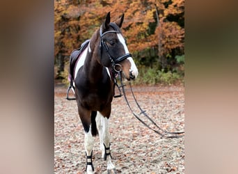 Brits warmbloed, Merrie, 3 Jaar, 164 cm, Gevlekt-paard