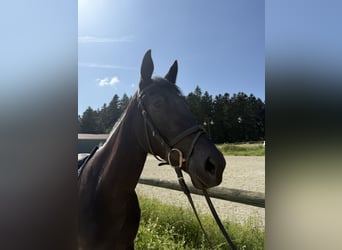Brits warmbloed, Merrie, 3 Jaar, 165 cm, Zwart