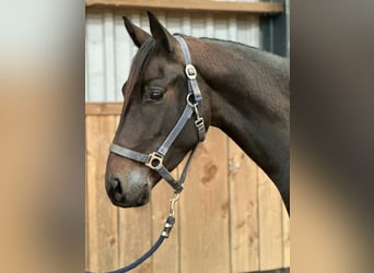 Brits warmbloed, Merrie, 4 Jaar, 164 cm, Donkerbruin