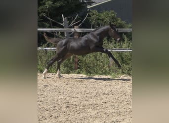 Brits warmbloed, Merrie, veulen (04/2023), 168 cm, Roodbruin