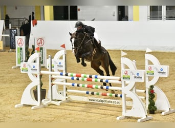 Brits warmbloed, Ruin, 12 Jaar, 165 cm, Zwart