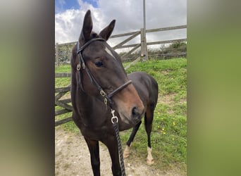 Brits warmbloed, Ruin, 1 Jaar, 152 cm, Donkerbruin